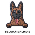 Belgian Malinos Dog P12652 Shoe Charm