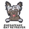 Chesapeake Bay Retriver Dog P12670 Shoe Charm